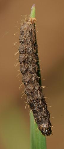 Réf. 226 187 : Hoplodrina sp.